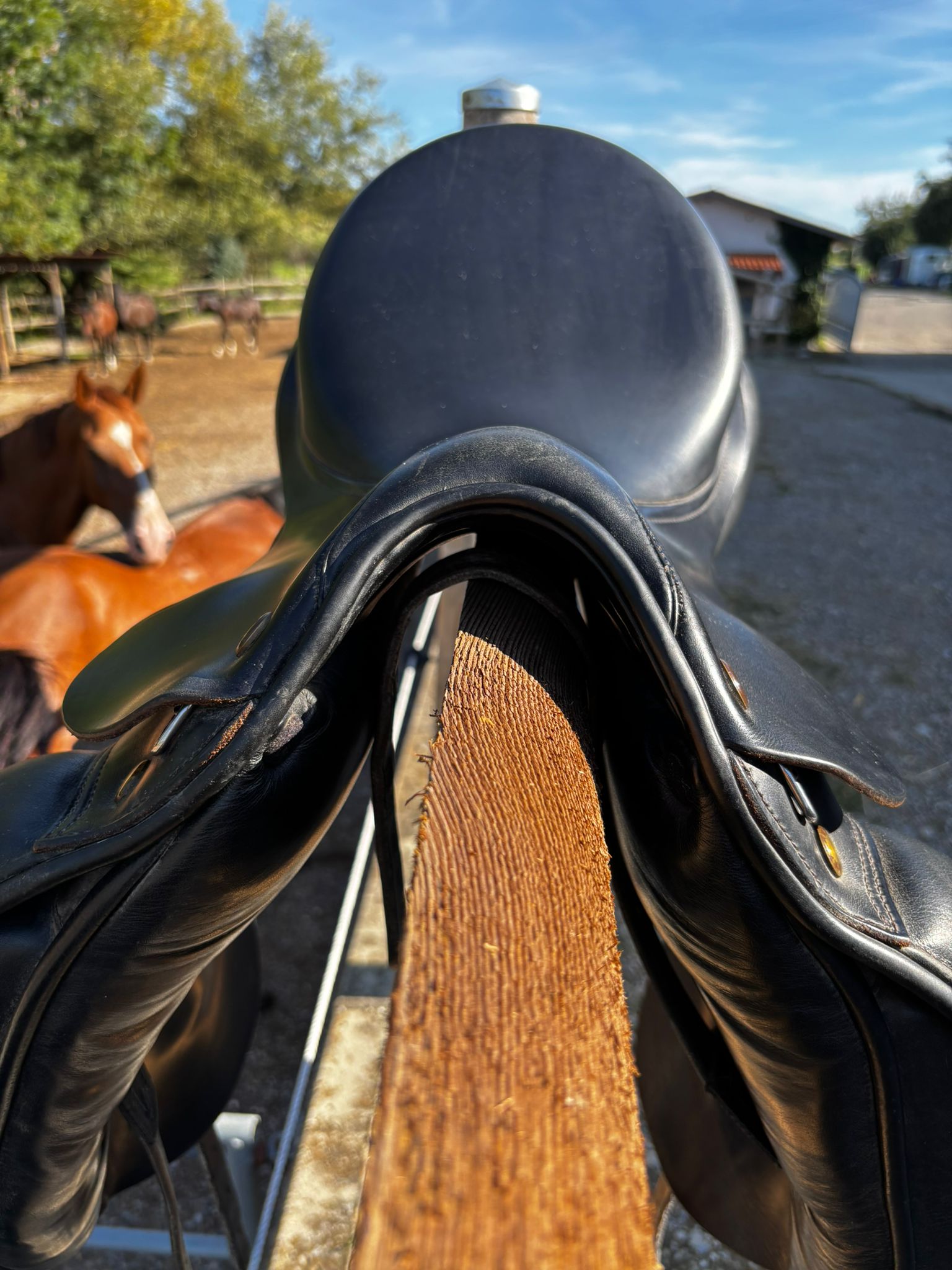 Prestige Top Dressage – Bild 3 von 7